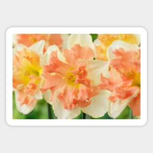 Narcissus  'Vanilla Peach'  Daffodil  Division 11a Split-corona Sticker
